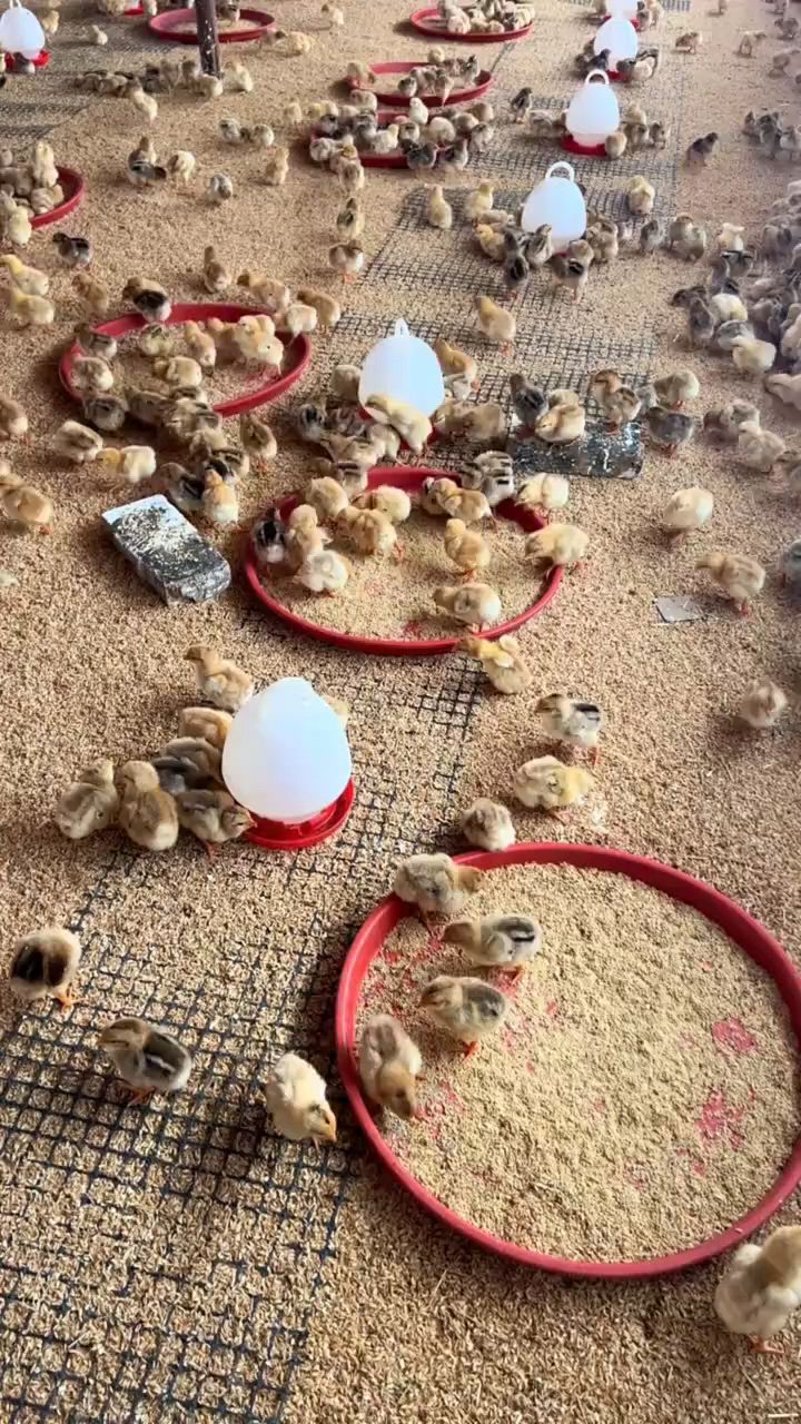 鸡苗养大,开口不能少