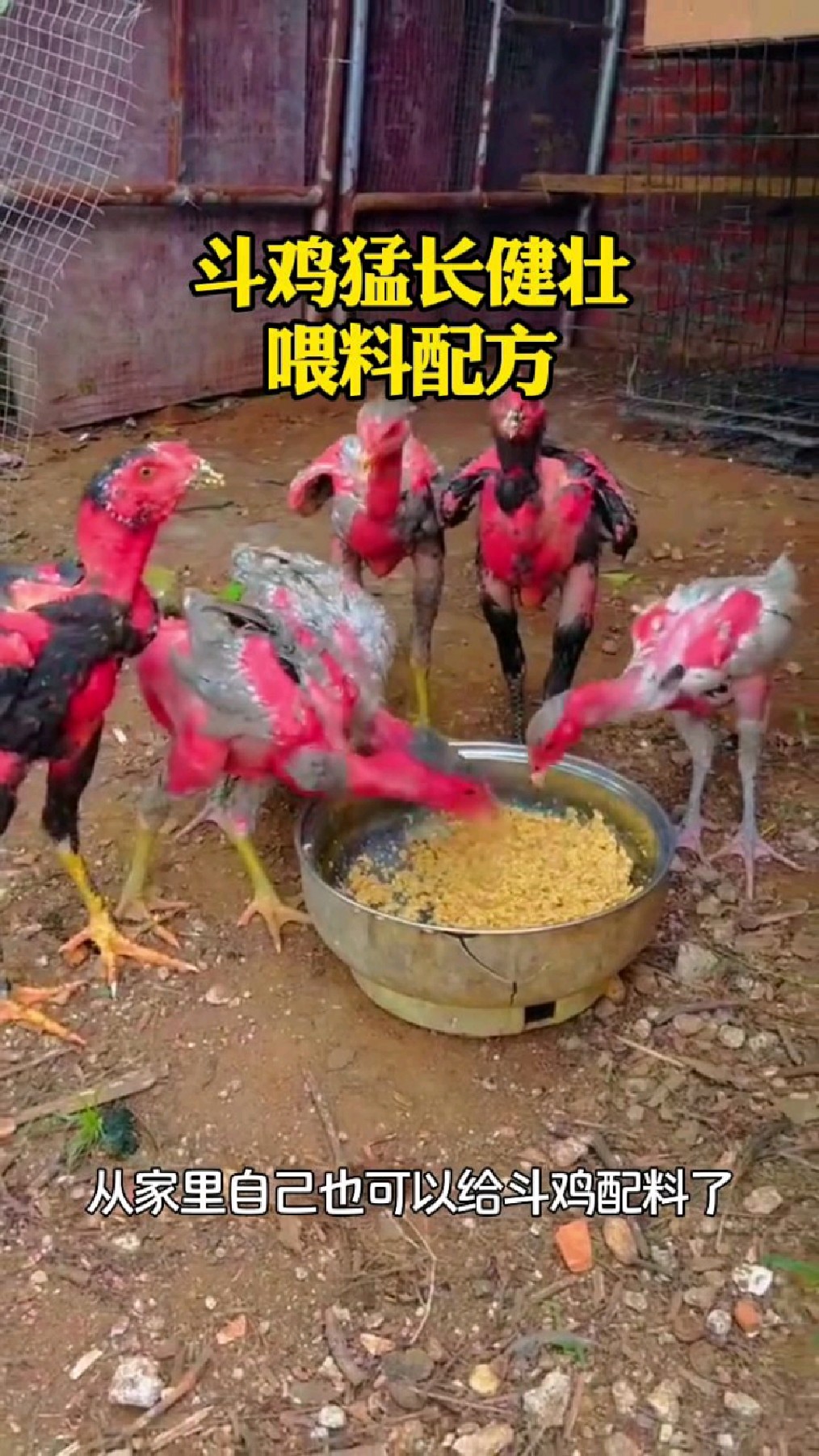 斗鸡长得猛,喂料配方