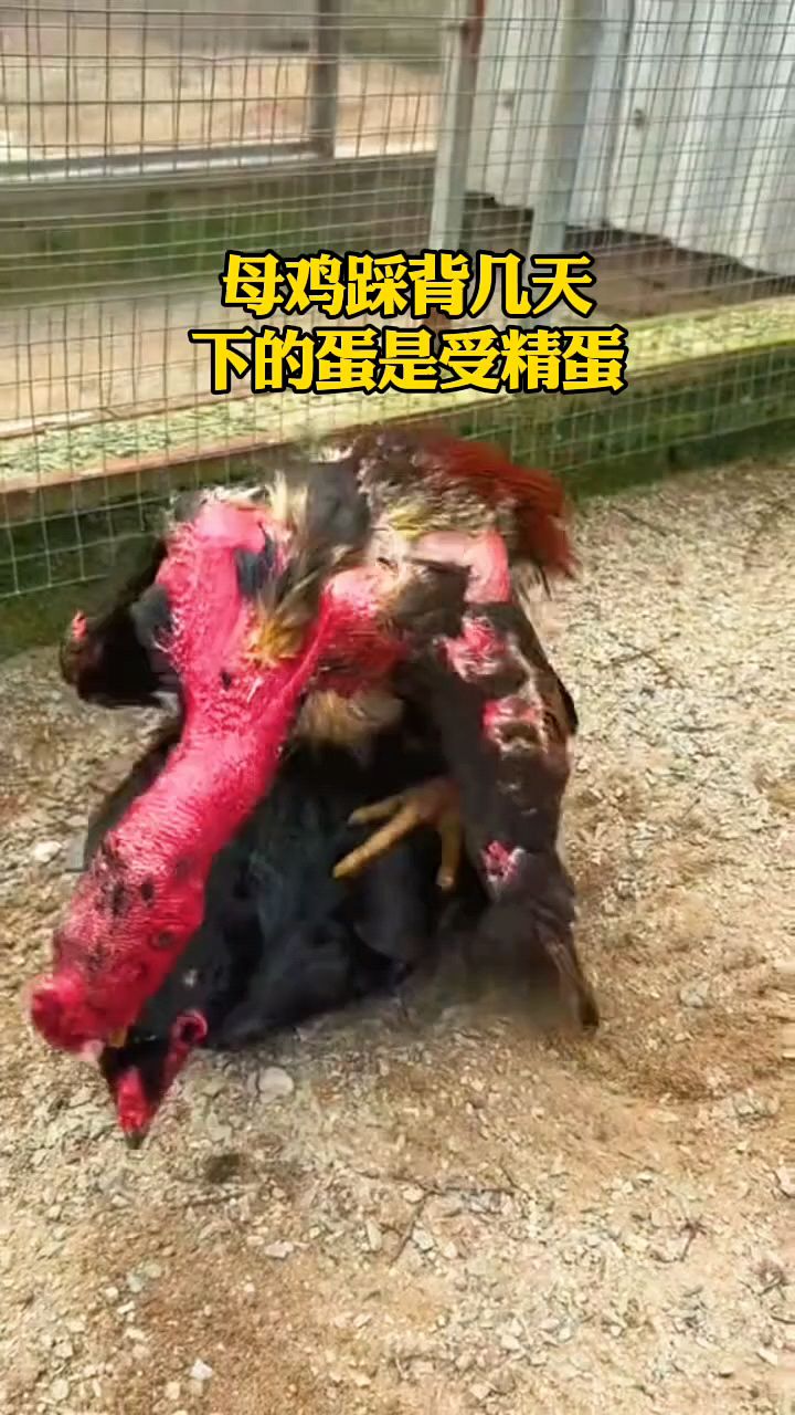斗鸡踩背后几天下蛋