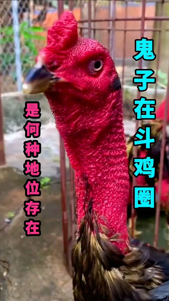 鬼子斗鸡是什么地位