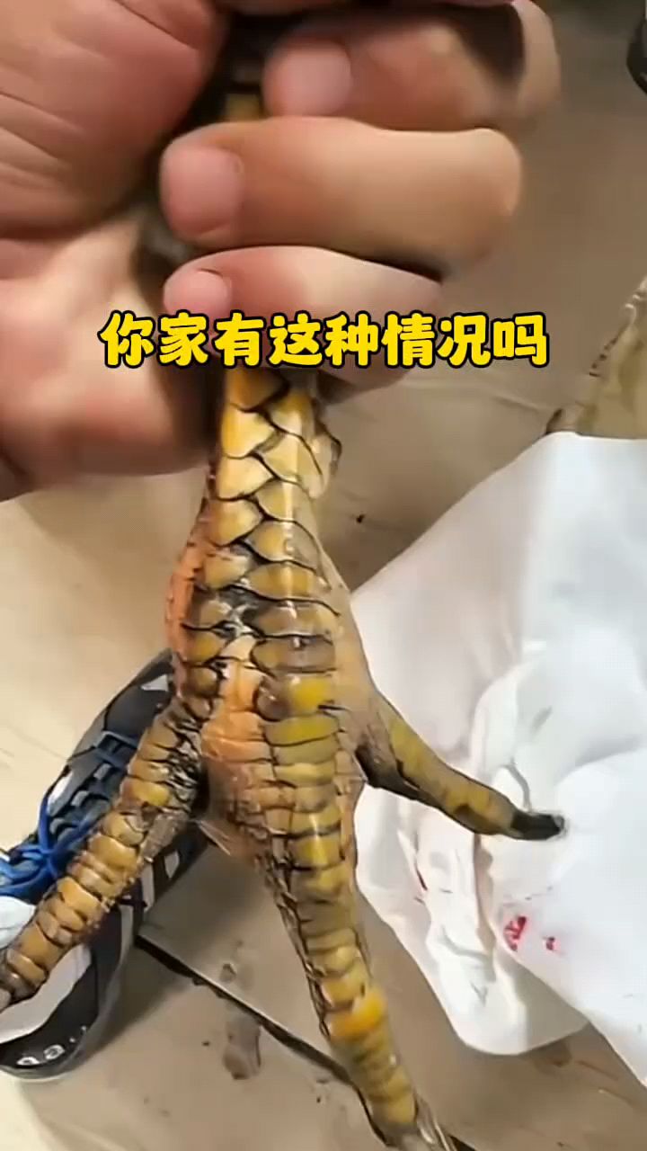 鸡脚掌肿怎么办啊