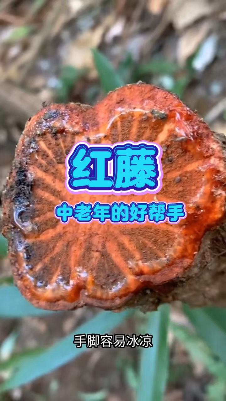 红藤 中老年的好帮手 记得收藏哦