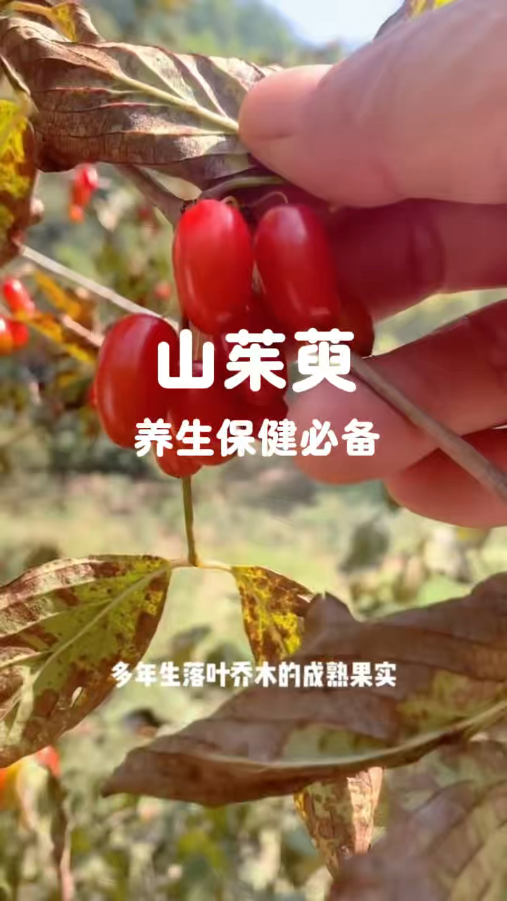 山茱萸 养生保健必备佳品
