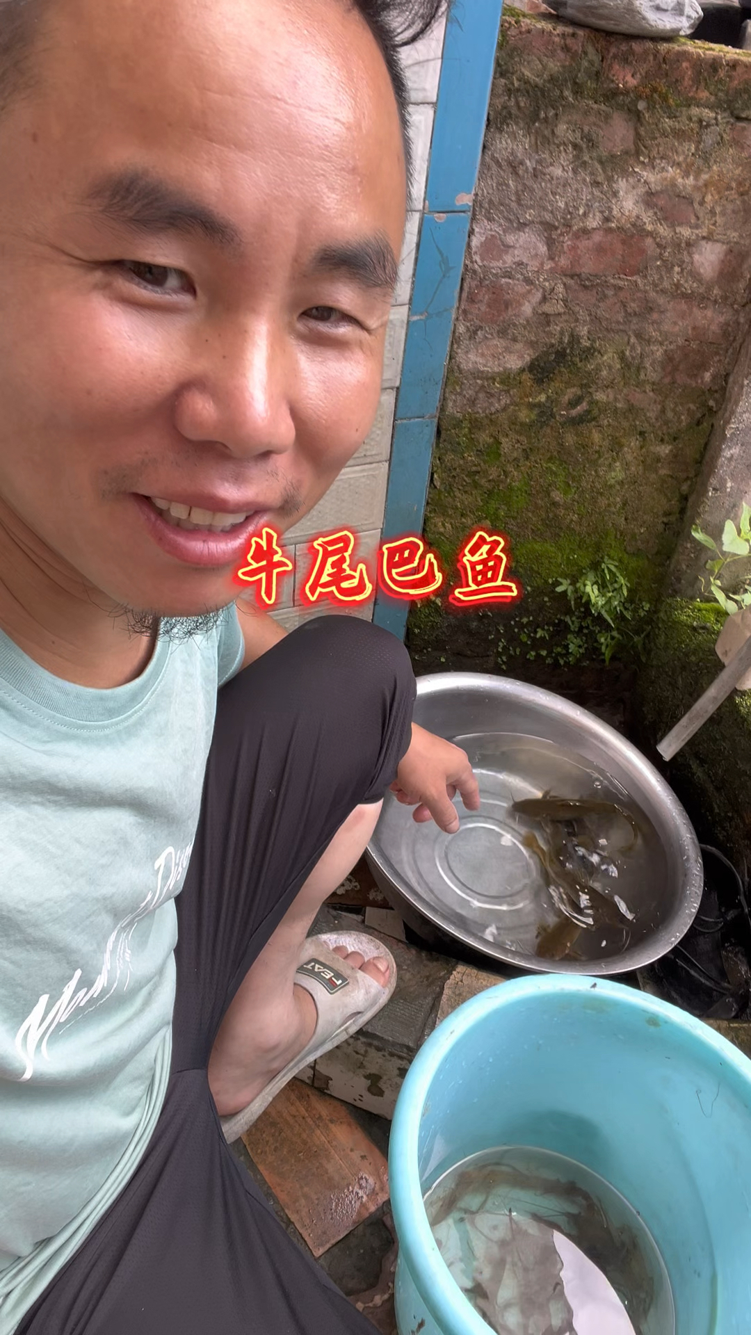 因为他的长相得名,在水里的牛尾巴鱼,是不是很像牛尾巴