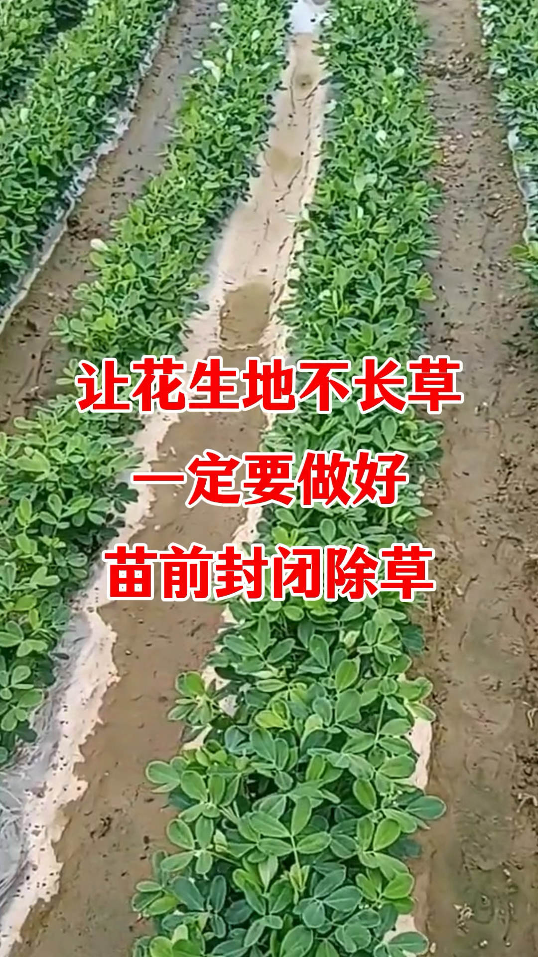 花生苗前封闭除草剂