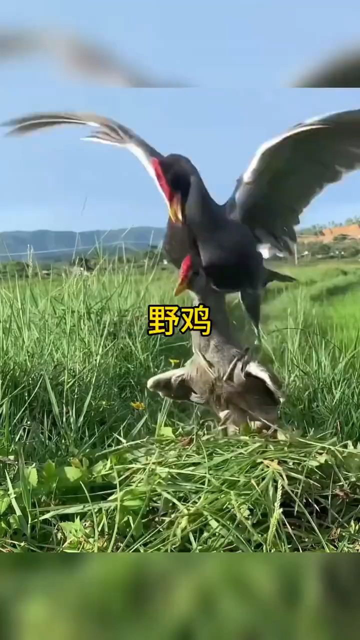 国外老哥用野鸡模型吸引野鸡