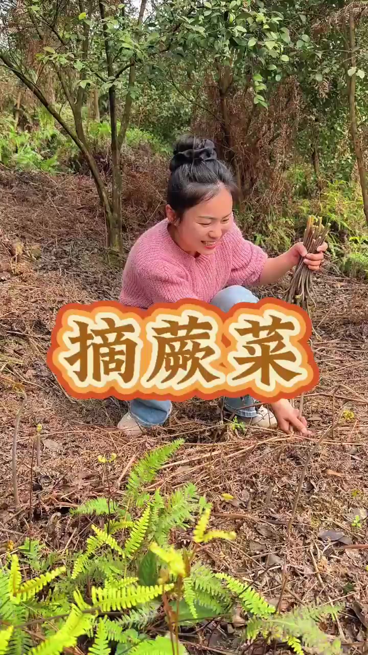 采摘蕨菜的过程,比吃蕨菜更安逸,摘起根本停不下来。!