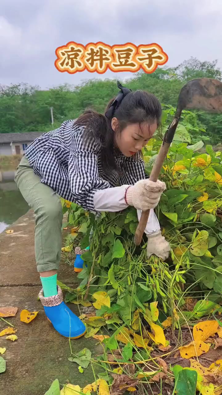 城里娃分不清麦苗和韭菜！