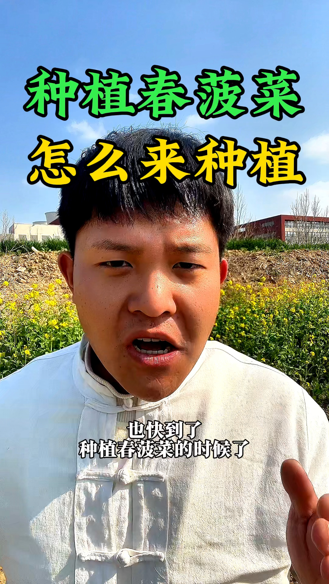 春天种植菠菜,怎么种才能出苗快又好?