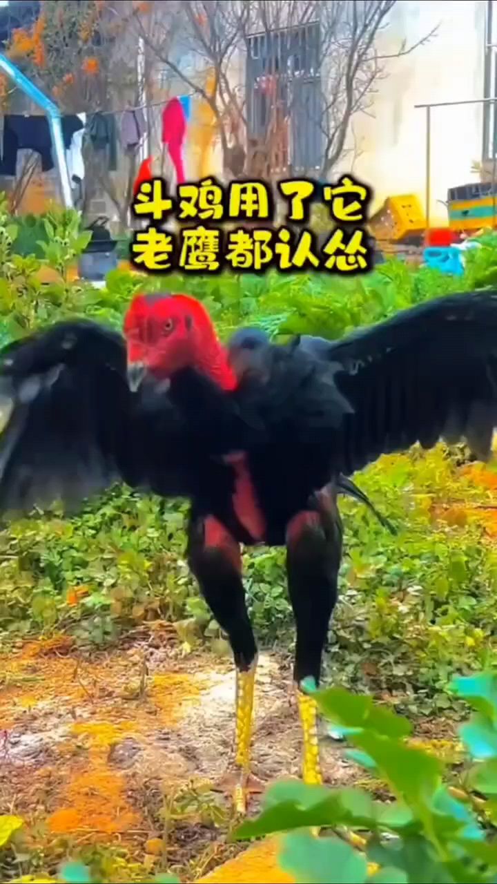 斗鸡VS老鹰就是厉害