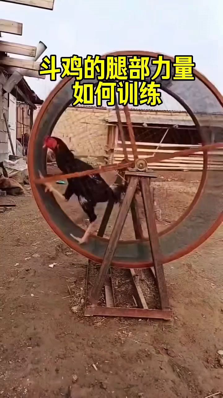 斗鸡腿部力量怎么训练