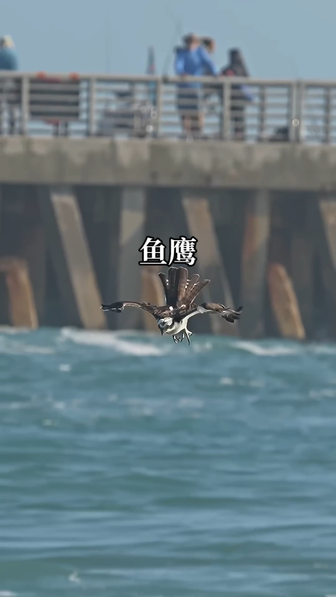 大自然中的霸气鱼鹰,通常从高空俯冲而下直接擒拿猎物