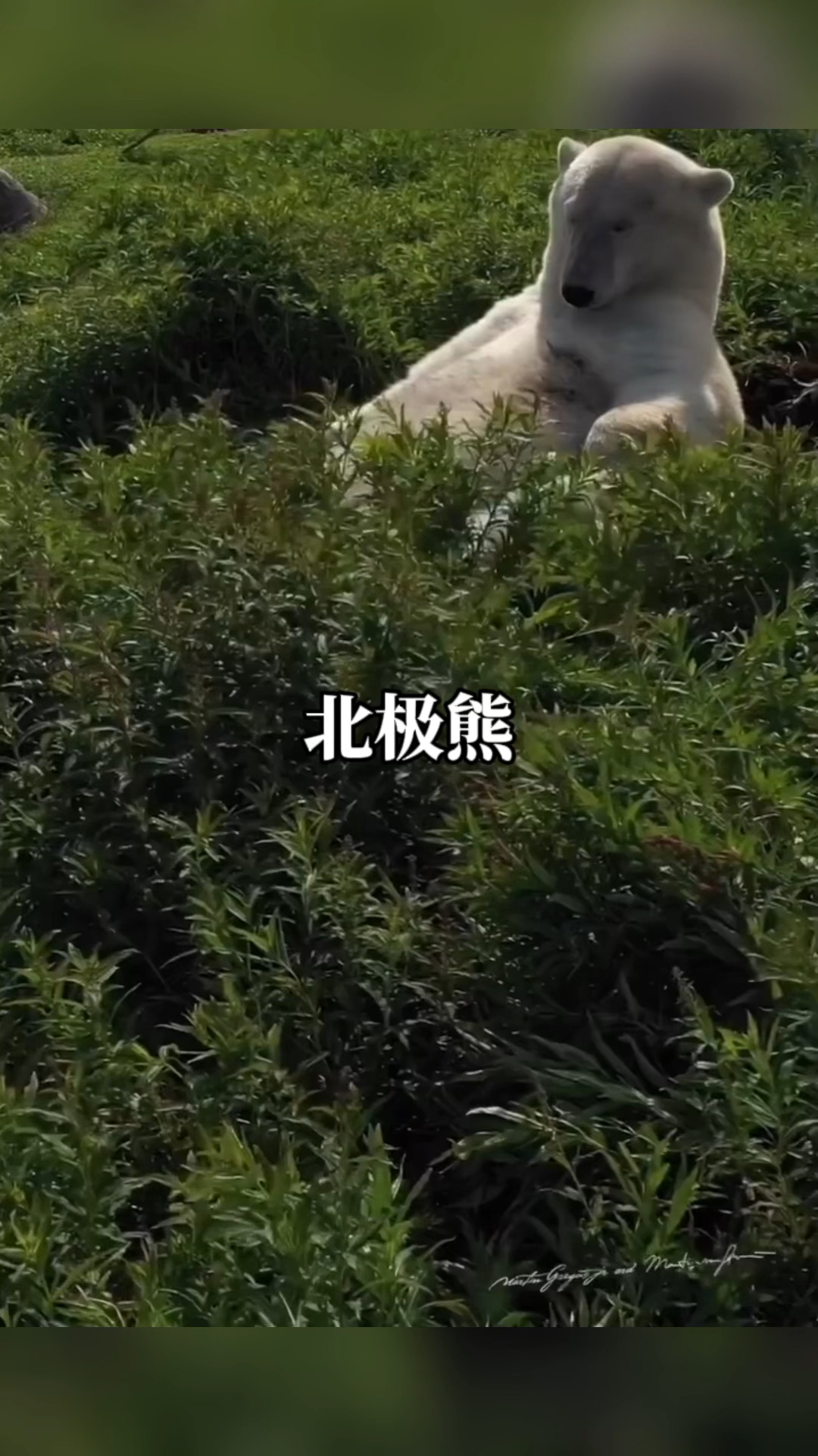 北极熊是世界上最大的食肉动物,战斗力爆表实力非常之强