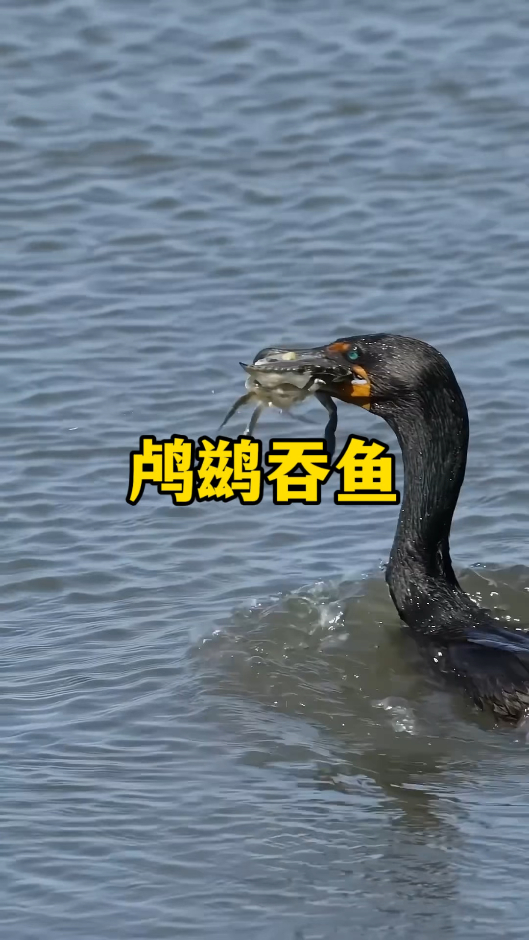 鸬鹚鱼鹰是动物界的超级大胃王,一口吞下大鱼几乎是家常便饭