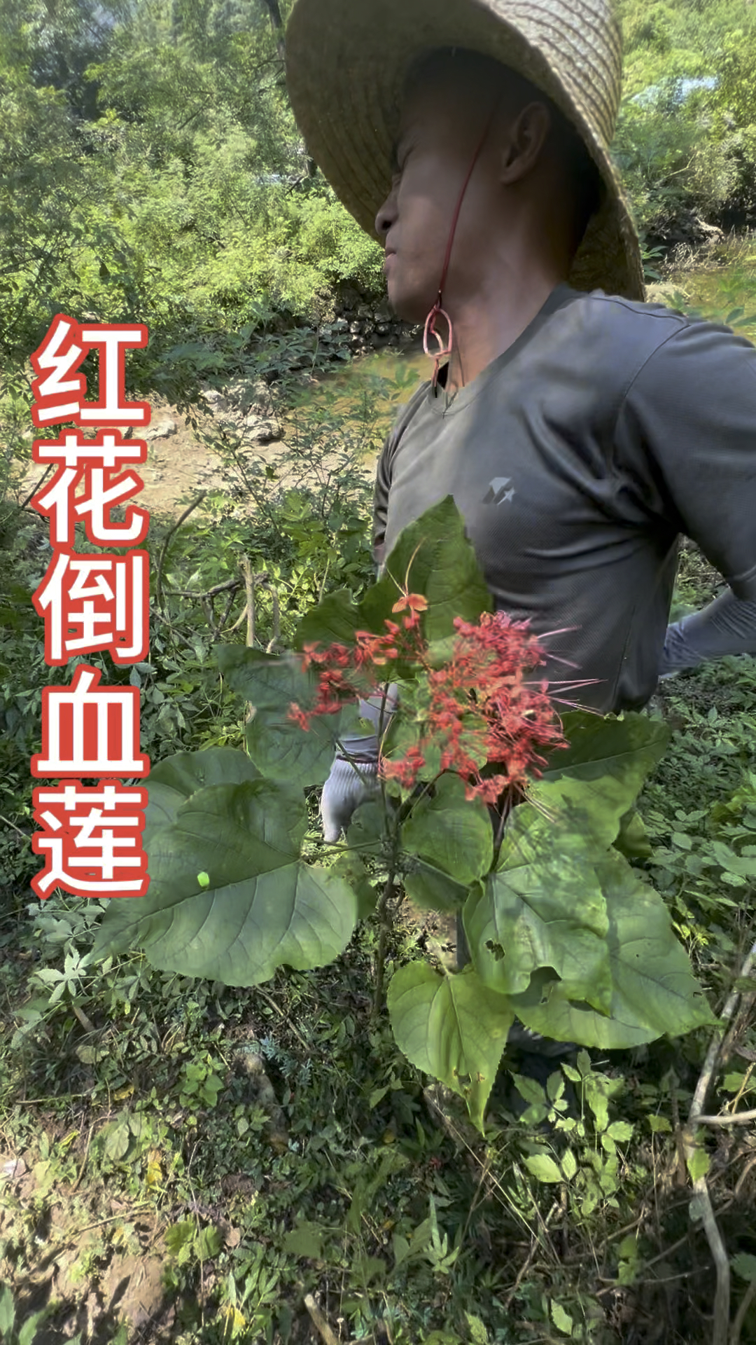 红花倒血莲,大家认识吗