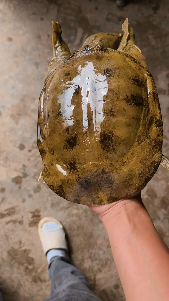 炮弹头,瓦沟背,正宗的山甲鱼