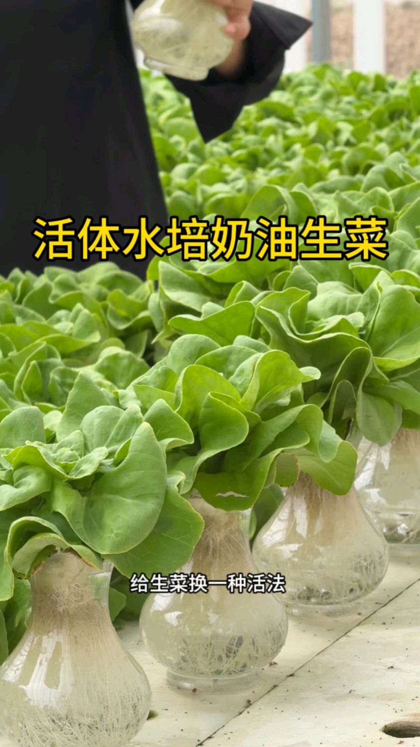 活体水培奶油生菜 一颗能买30块 杜绝土传病害 生长周期短