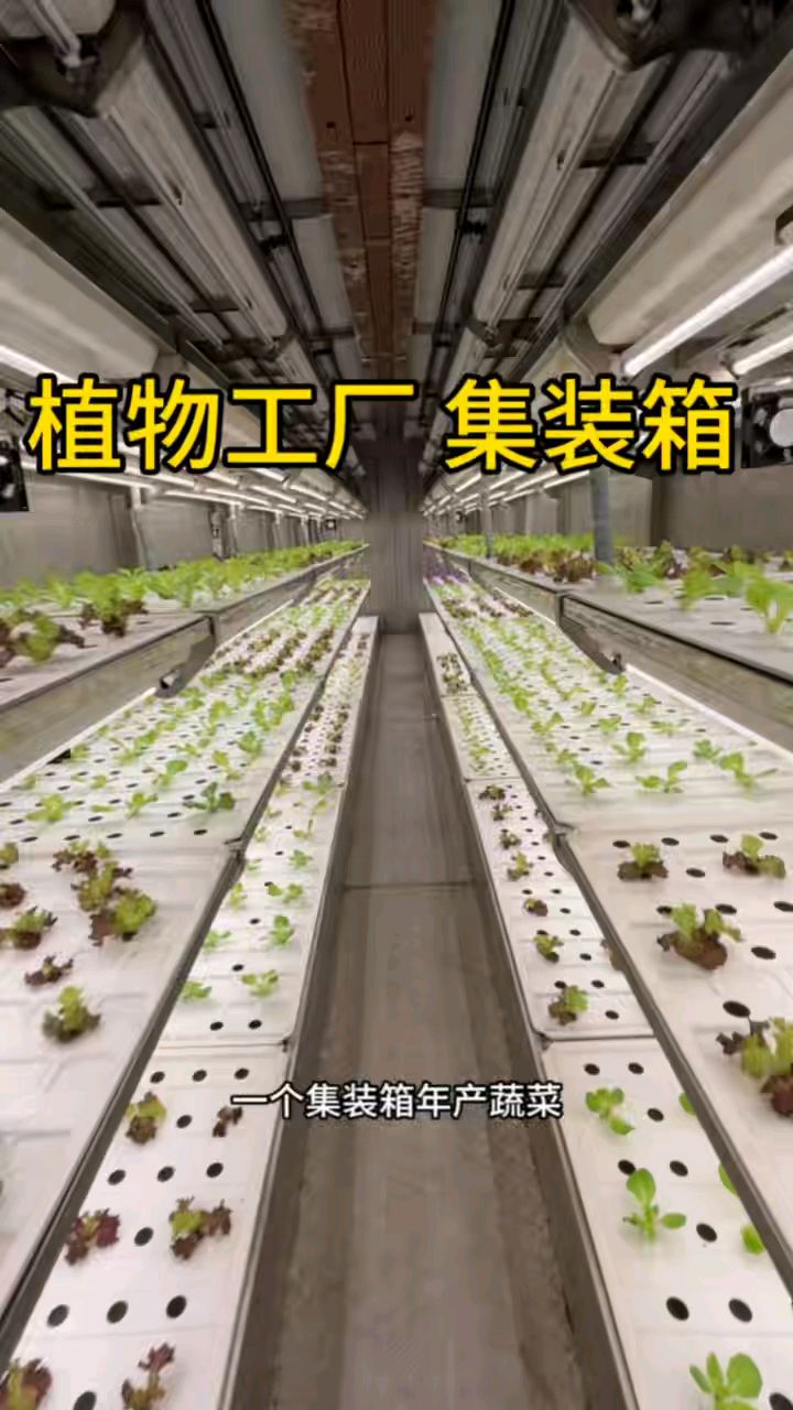一个植物工厂集装箱 年产蔬菜可以达到三万斤 采用多层种植模式