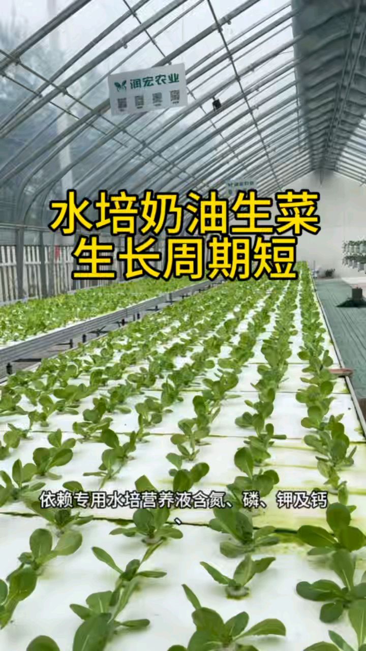 水培奶油生菜 生长周期短 没有土传病害 口感更佳脆嫩