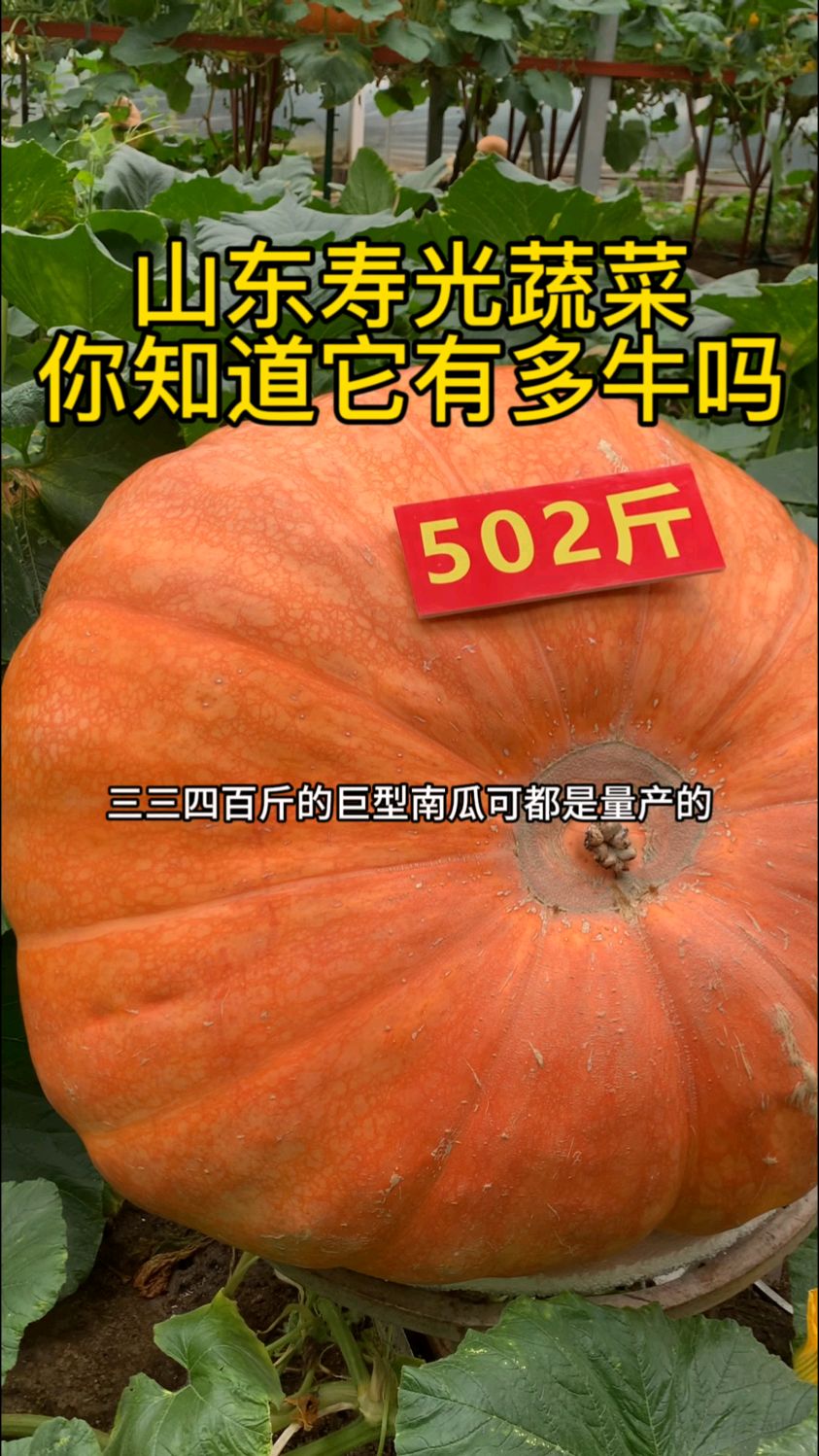 宇宙寿光 百分之九十九的人都不知道山东寿光的蔬菜有多牛