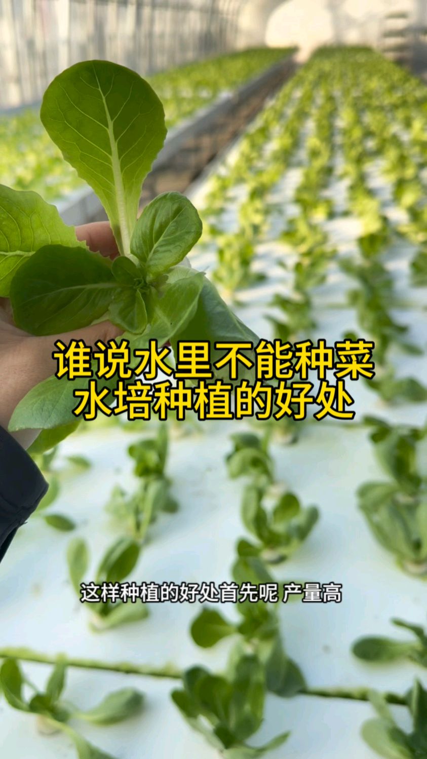 谁说水里不能种蔬菜 水培种植的好处