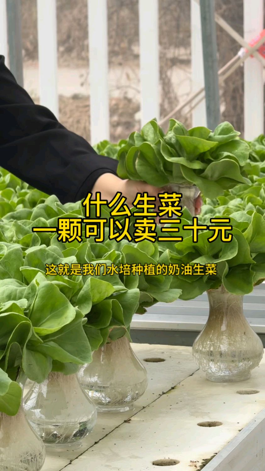 一棵能卖30元的奶油生菜 生长周期短 20天就采收一茬 没有土传病害