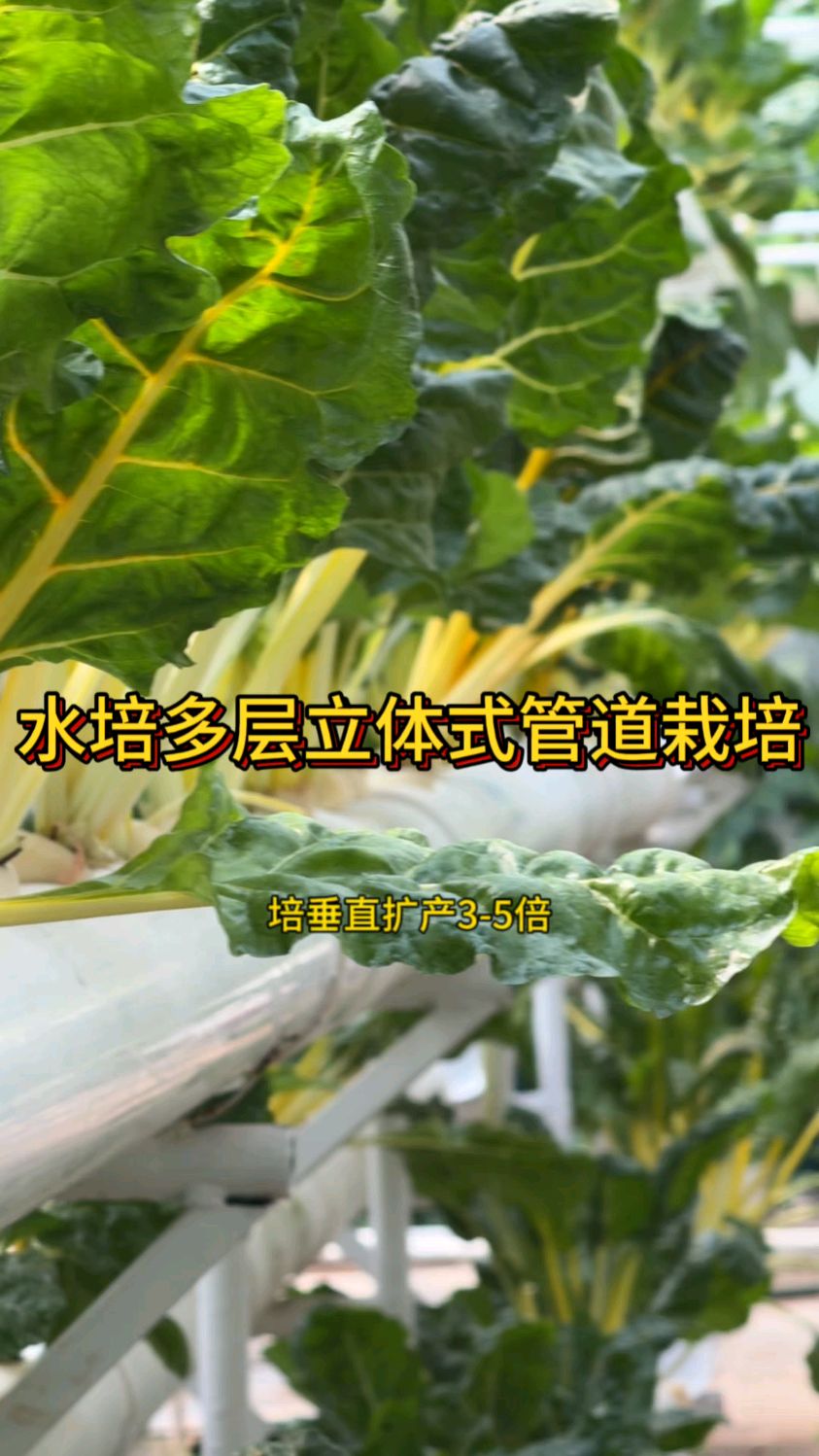 多层立体管道栽培 水培叶菜节水节肥 提高空间利用率