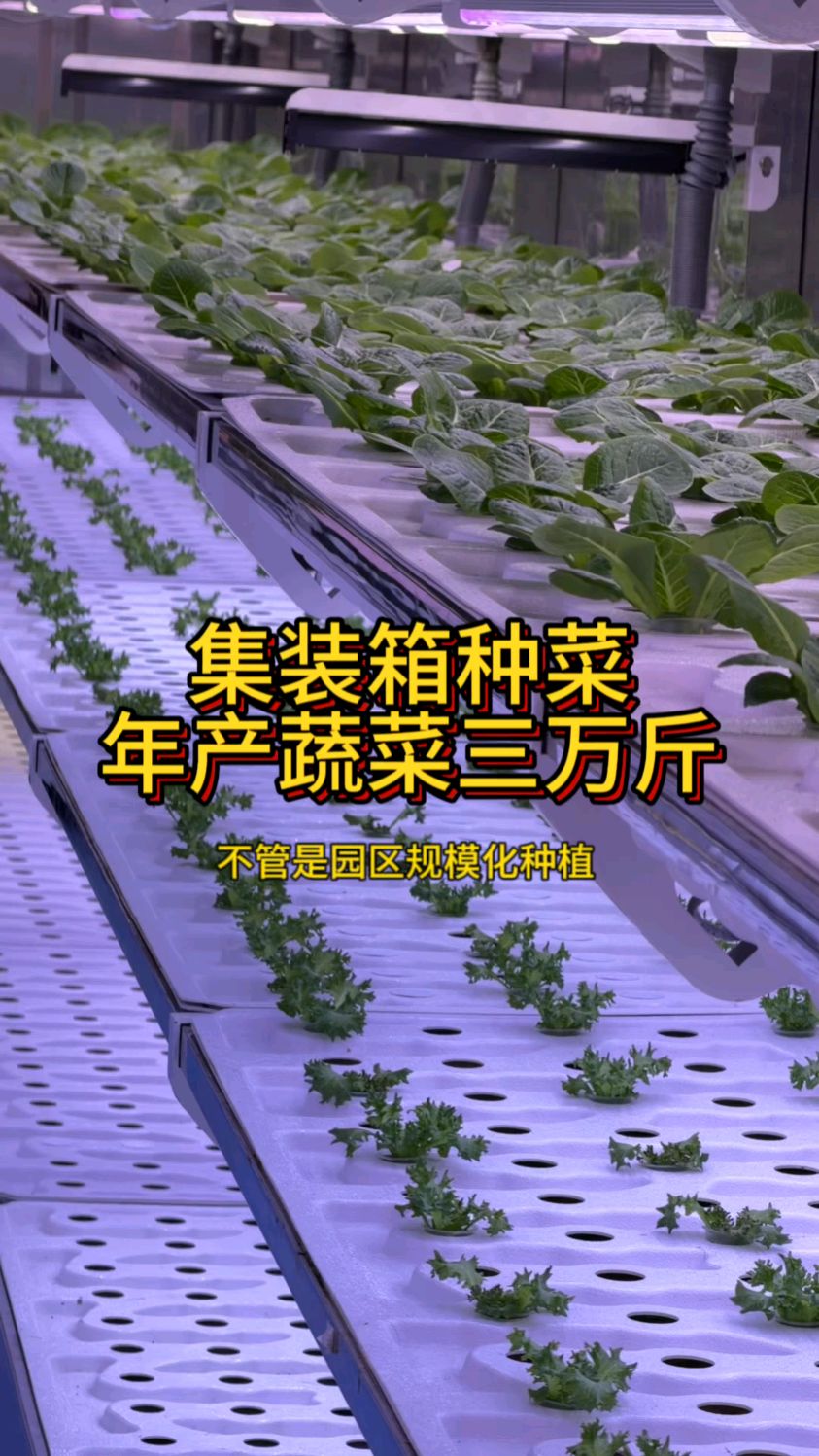集装箱种菜 无论你在沙漠还是戈壁都能种出蔬菜 亩产蔬菜三万斤
