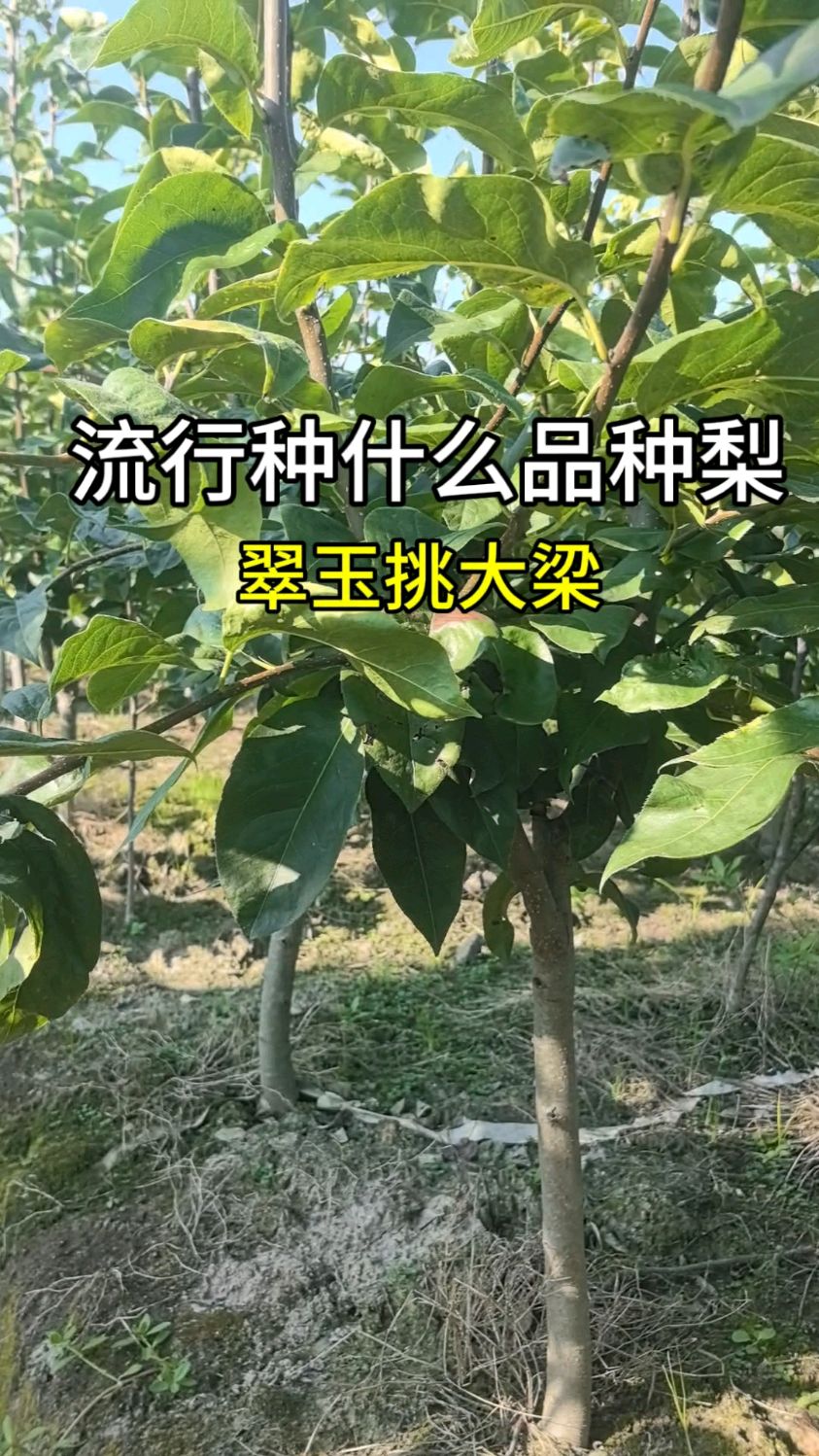 现在流行种什么梨,实拍梨树苗基地介绍几个梨树品种#果树苗基地