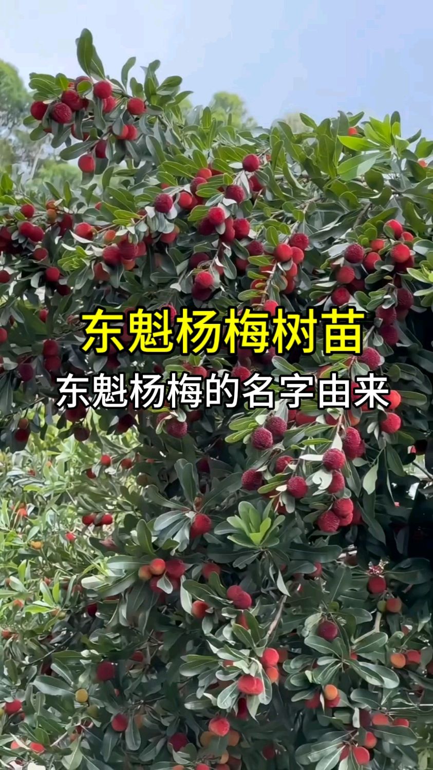 实拍展示四年生丰产性很好的东魁杨梅树苗