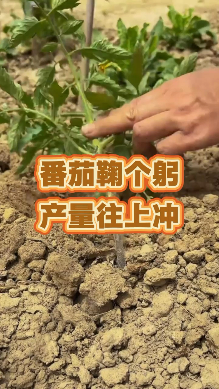 #蔬菜种植#种植技术
