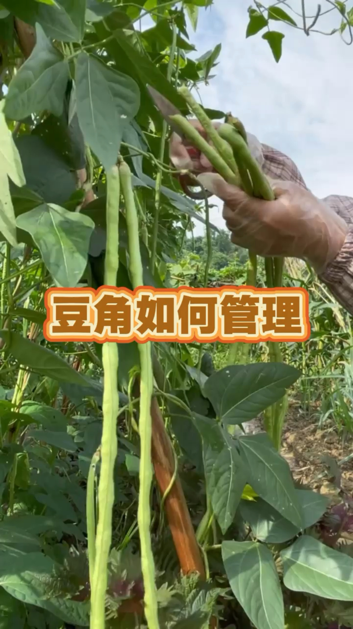 #蔬菜种植#种植技术