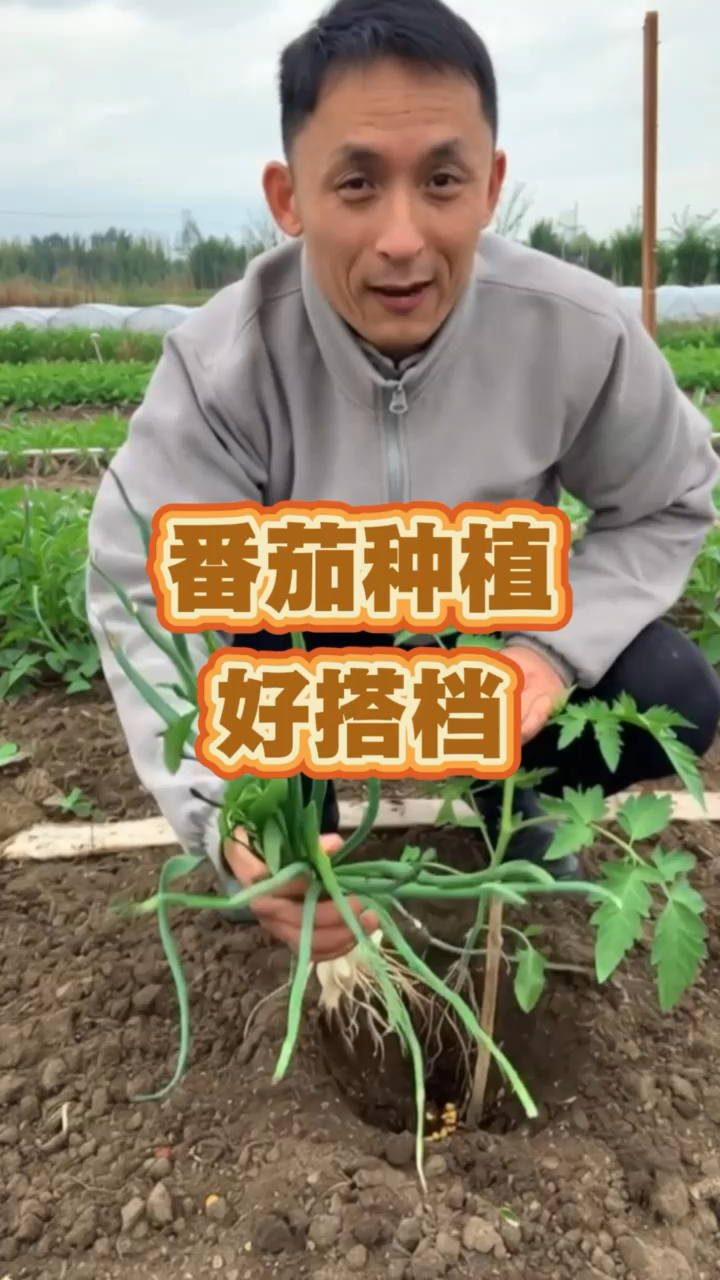 #蔬菜种植#种植技术