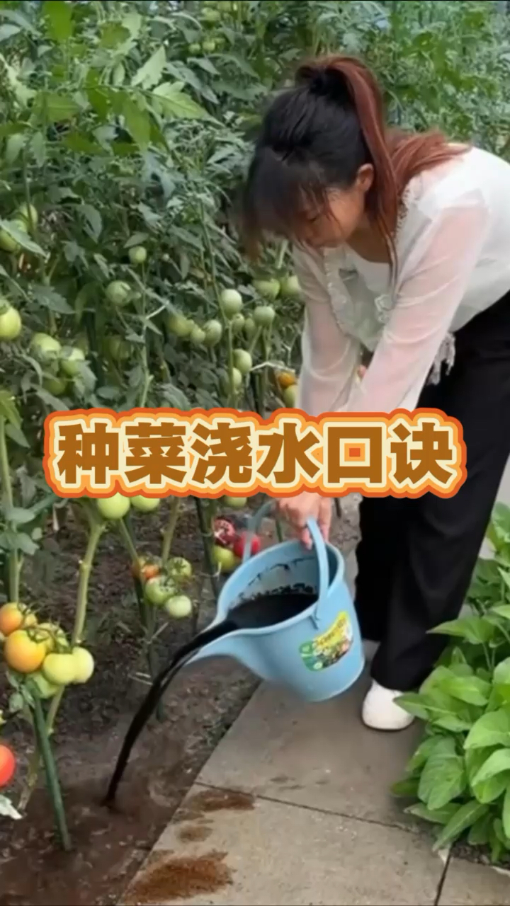#蔬菜种植#种植技术