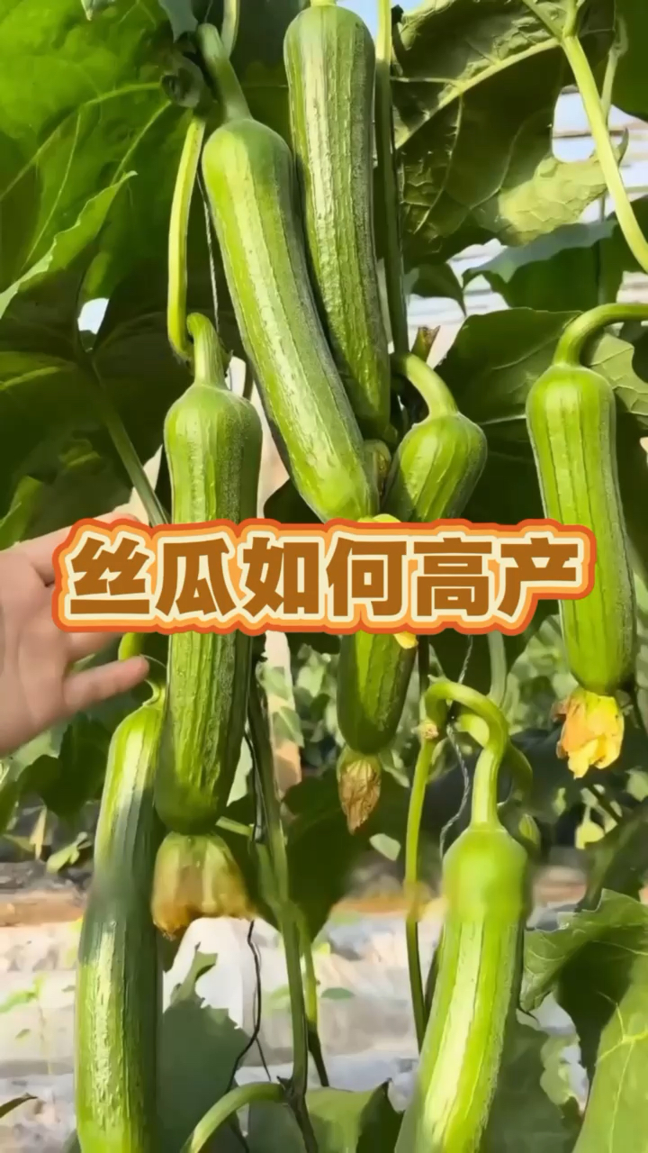 #蔬菜种植#种植技术