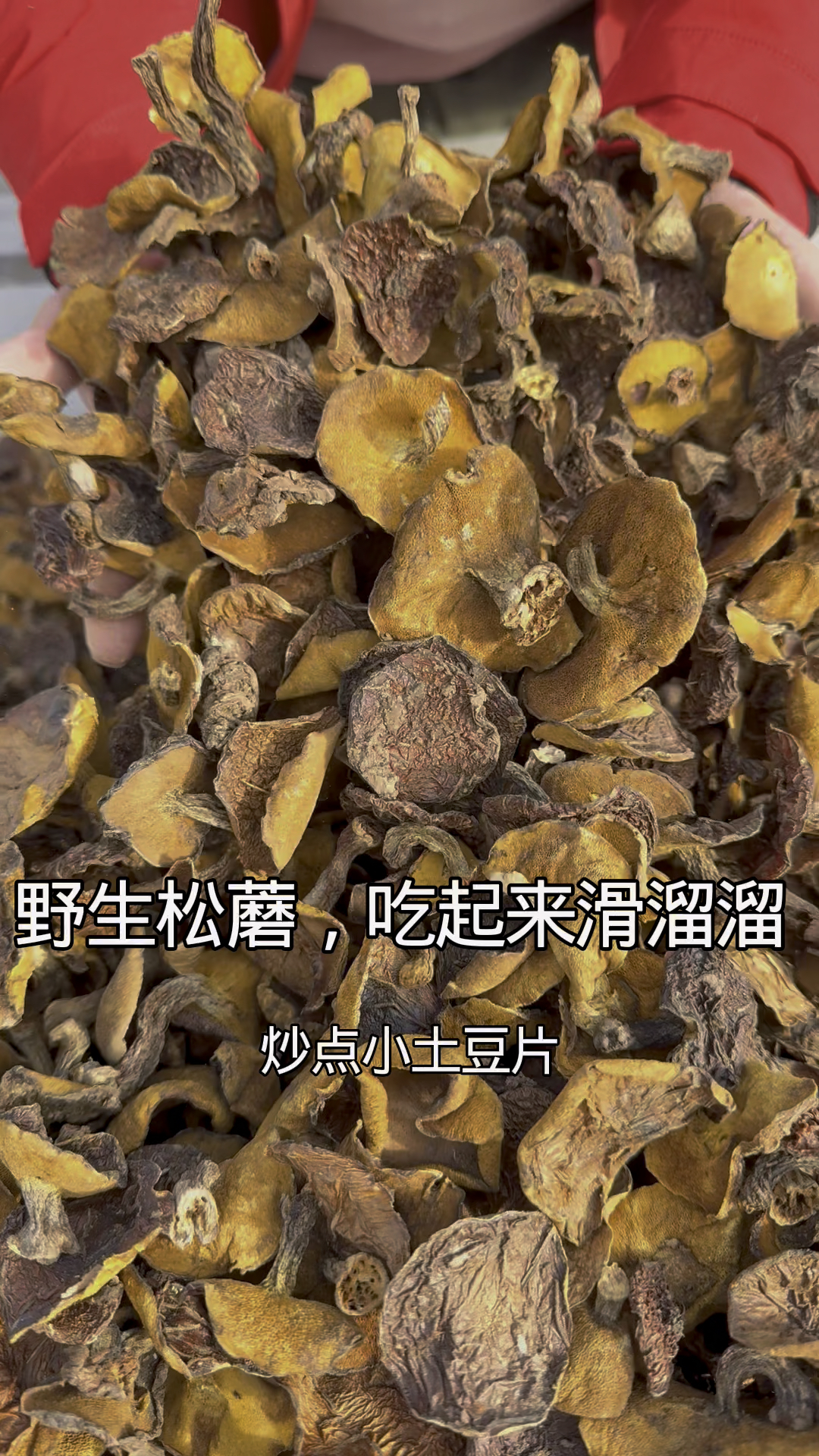 口感特别好的一种野生蘑菇