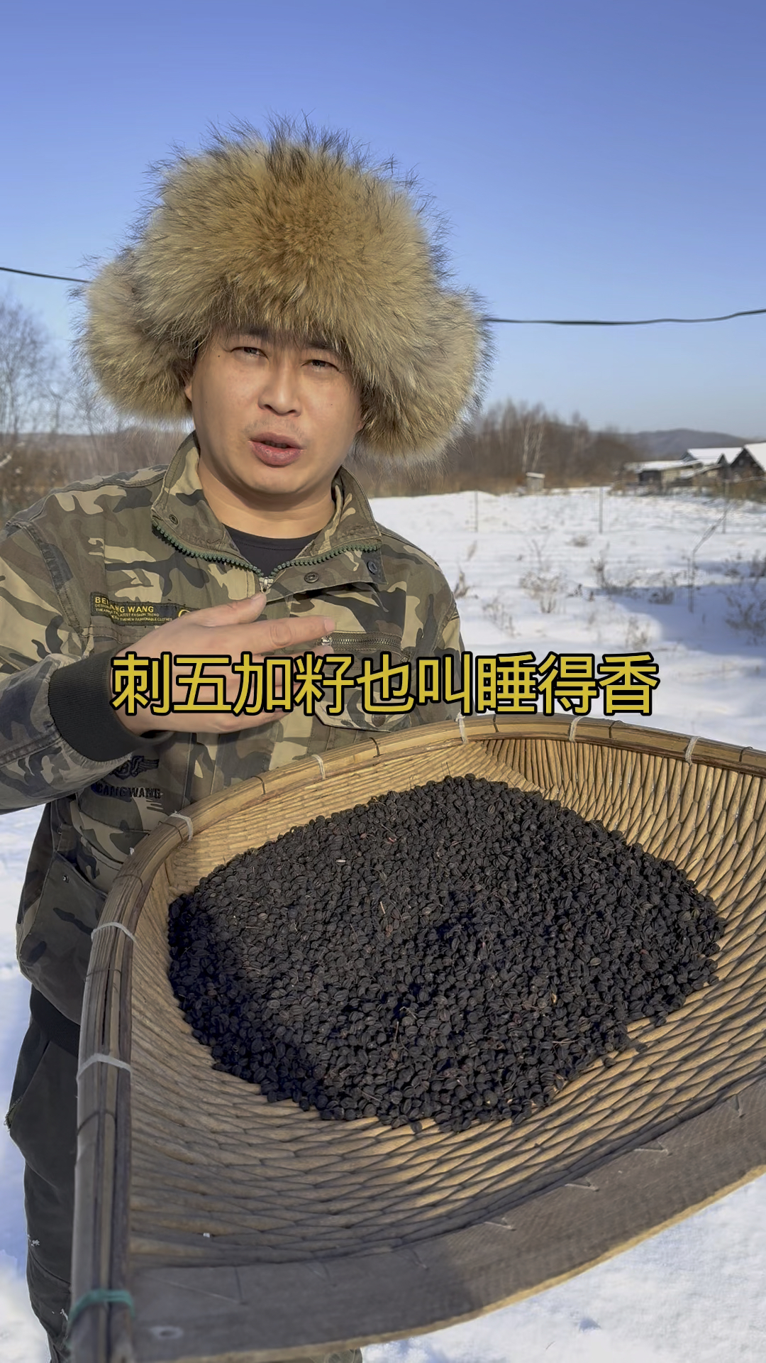 刺五加籽泡水喝,泡酒都可以