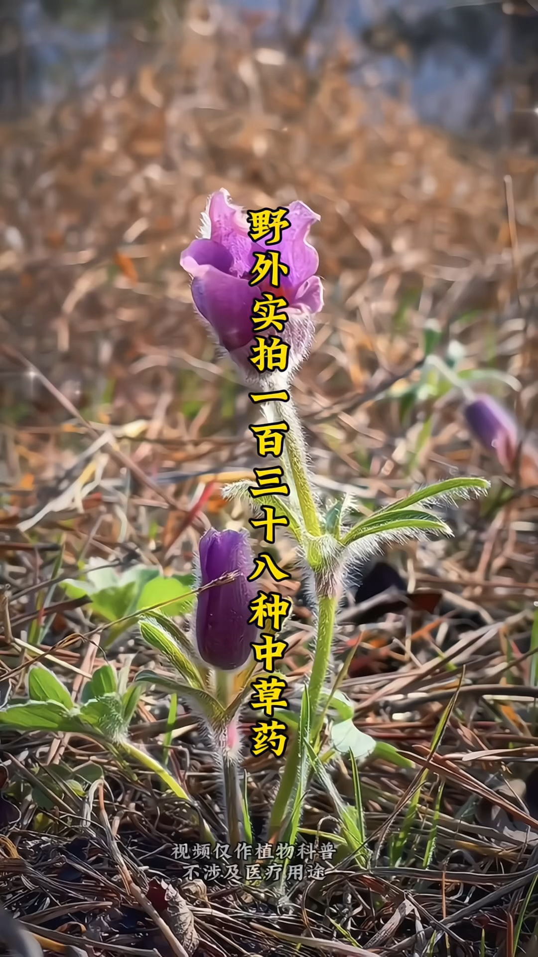 野外实拍138种中草植物