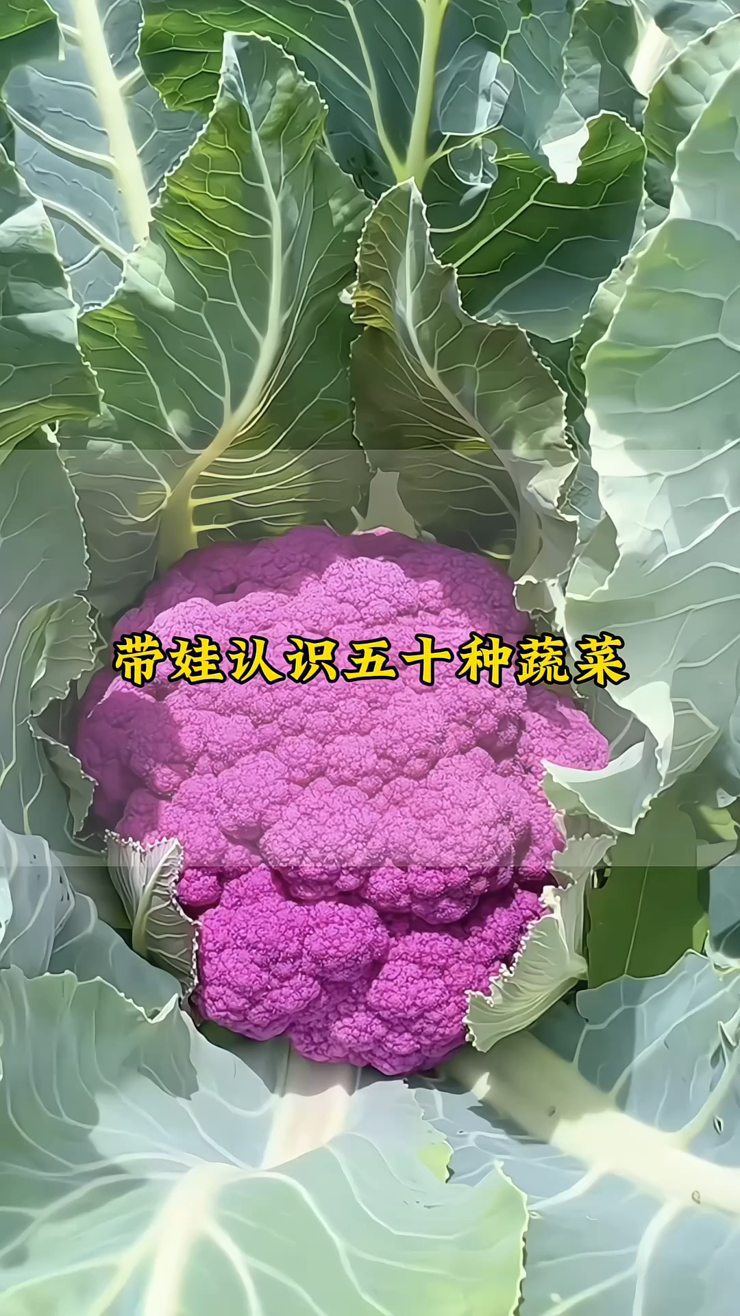 带孩子认识50种蔬菜