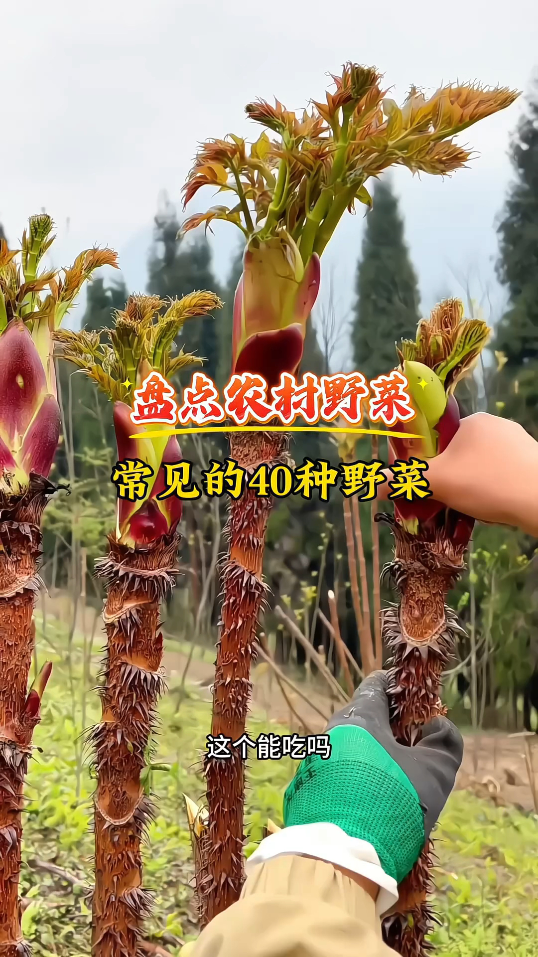 “贵州农村野菜大合集”分享40种野菜，你吃过几种？