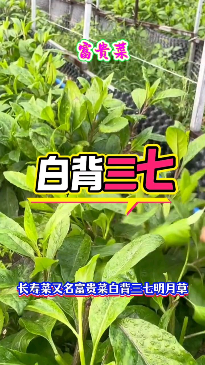 白背三七,又名富贵菜,采摘嫩叶炒菜吃,很适合中老年人