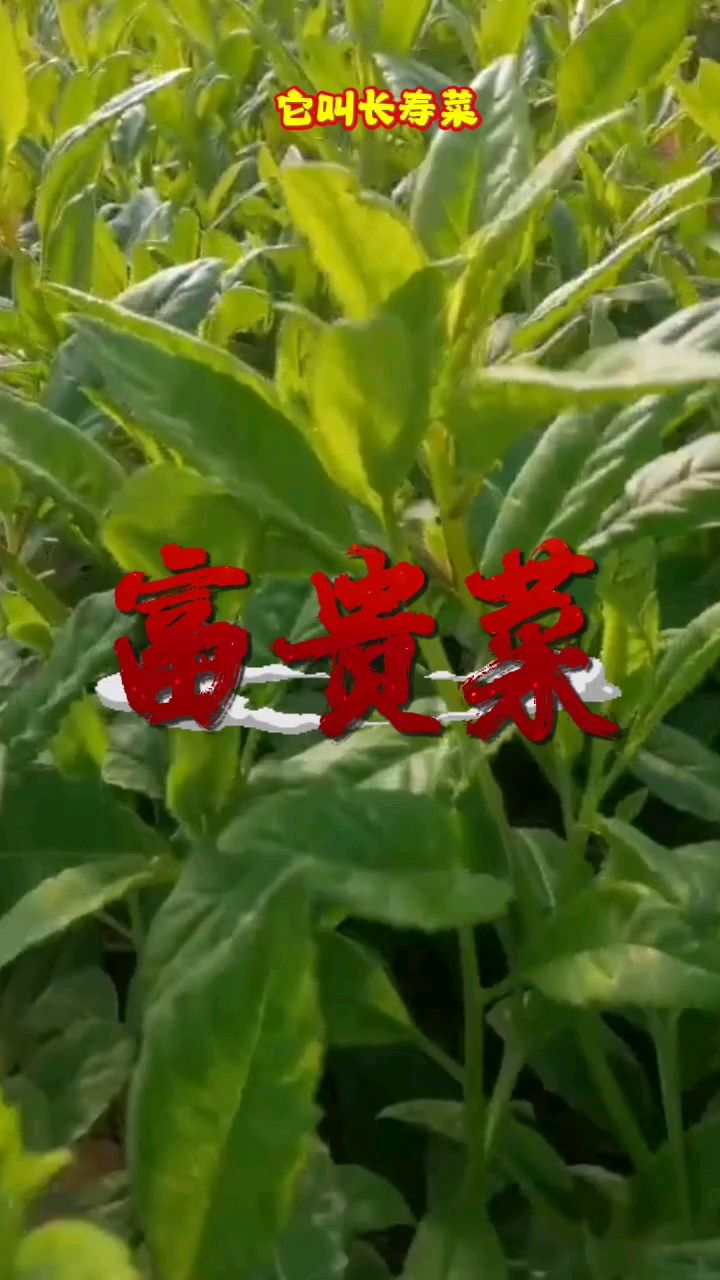 长寿菜,富贵菜,家里种植每餐炒菜吃,餐桌上的胰岛素