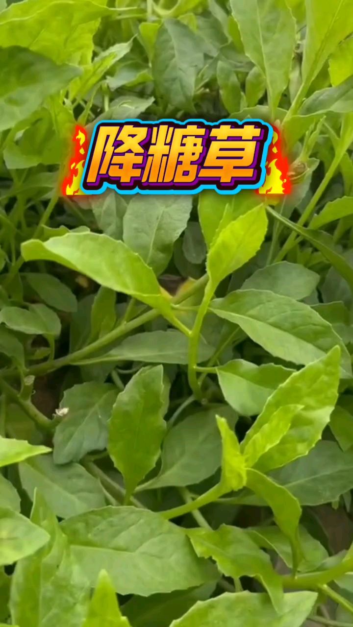 降糖草，也叫长寿菜、富贵菜，是植物胰岛素