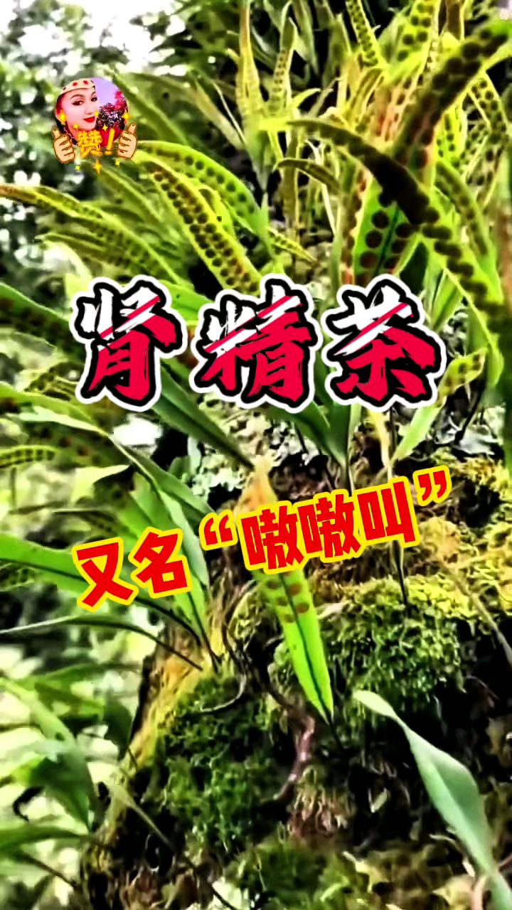 又名嗷嗷叫的肾精茶,你喝过吗