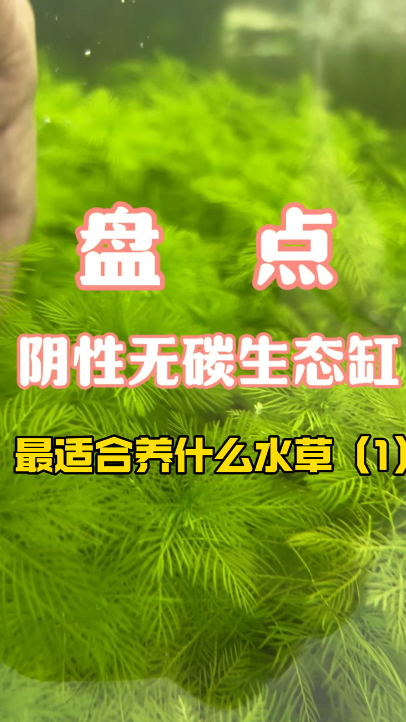 阴性生态缸最适合的阴性水草品种