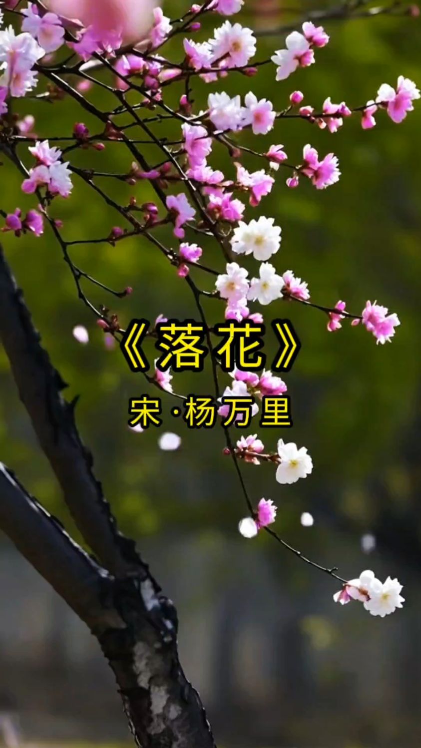 唯美古诗词欣赏 《落花宋·杨万里