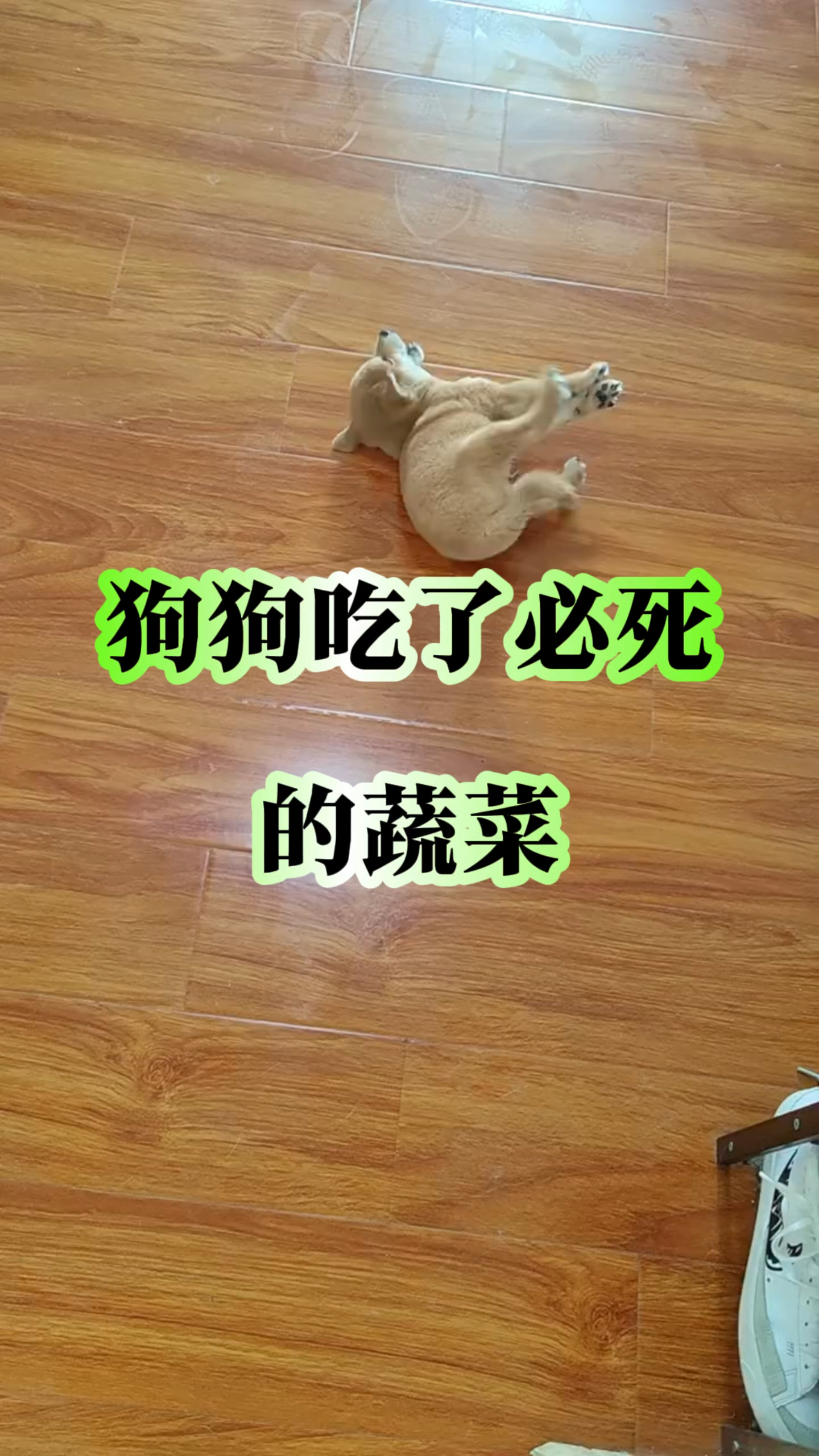 狗狗吃了必死的蔬菜