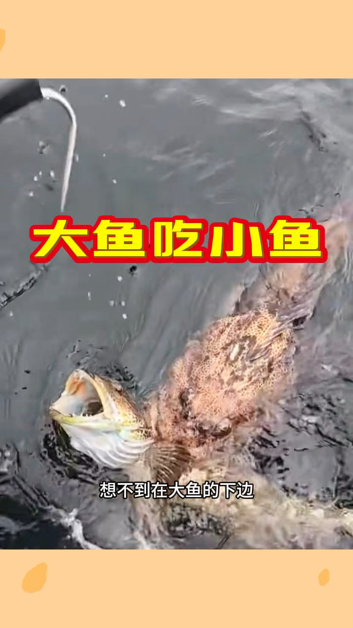大鱼吃小鱼,不肯松口