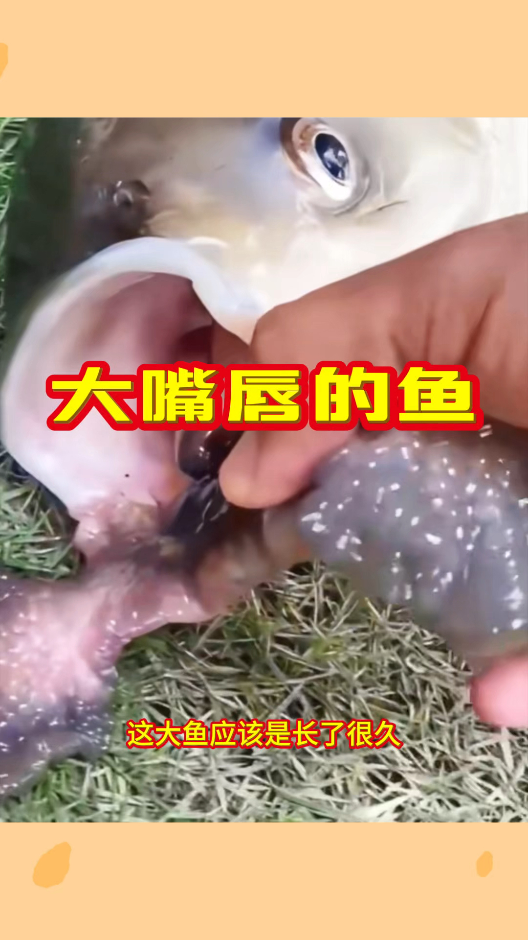 大嘴唇的鱼,嘴巴怪怪的呢