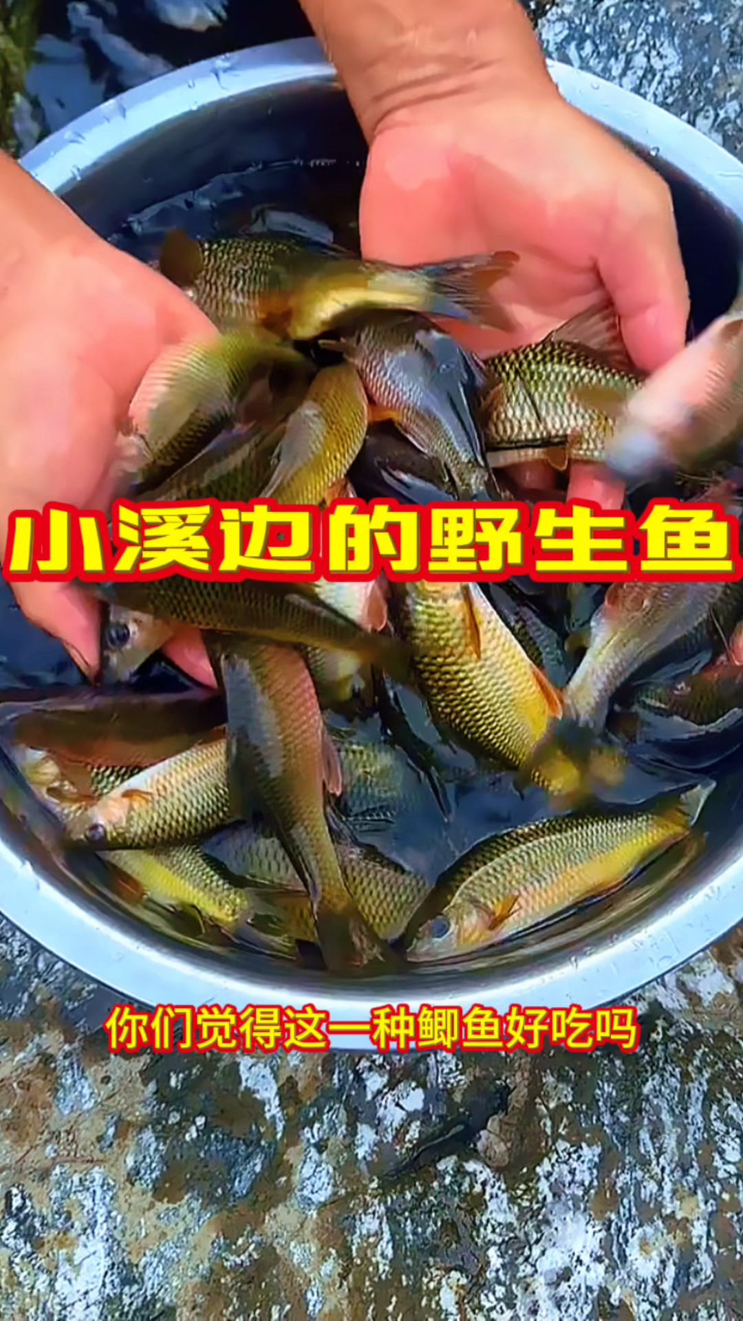 小溪边的野生鱼,味道正纯正